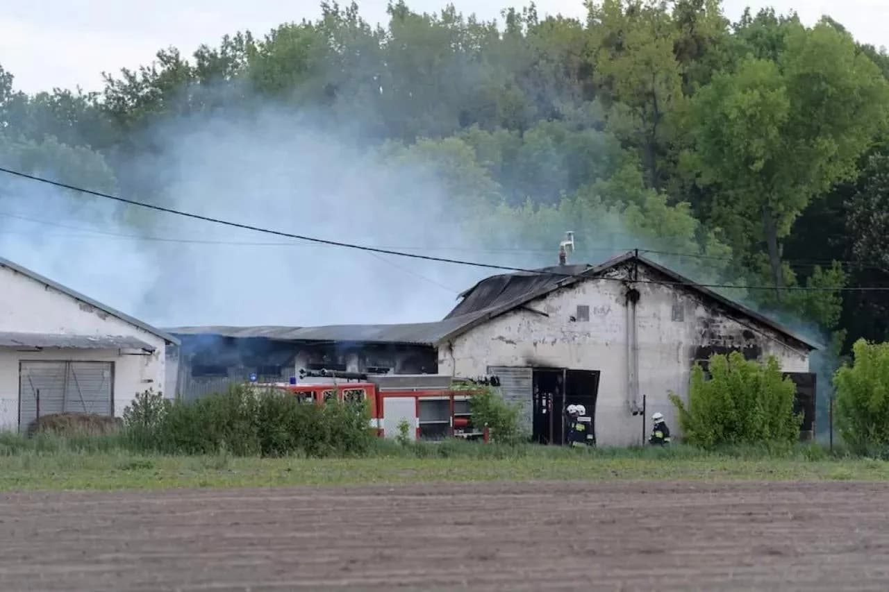 Pożar chlewni w Grabicy: pięć zastępów straży pożarnej, większość z ok. 500 świń nie przeżyła